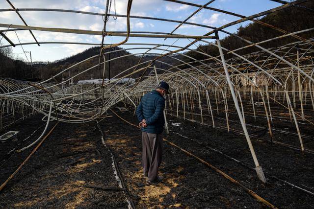 안동 일직면 원리의 양계 농민 김우한씨가 잿더미로 변한 축사에 서 있다. 김씨는 “35년 넘는 세월, 청춘을 다 바친 내 삶의 현장이 하루아침에 이렇게 돼 버렸다”면서 “자꾸만 가슴이 울렁울렁하고 손이 벌벌 떨린다”고 말했다. 그러면서 그는 “아들에게 물려주고 싶어 더욱 정성을 다해 가꿔온 공간이 몽땅 타버리고 나니 허무하고 허무하다”라고 털어놨다.