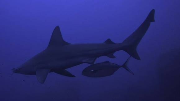 샌드바 상어 뒤를 따라가는 블루 러너. Rocco Canella