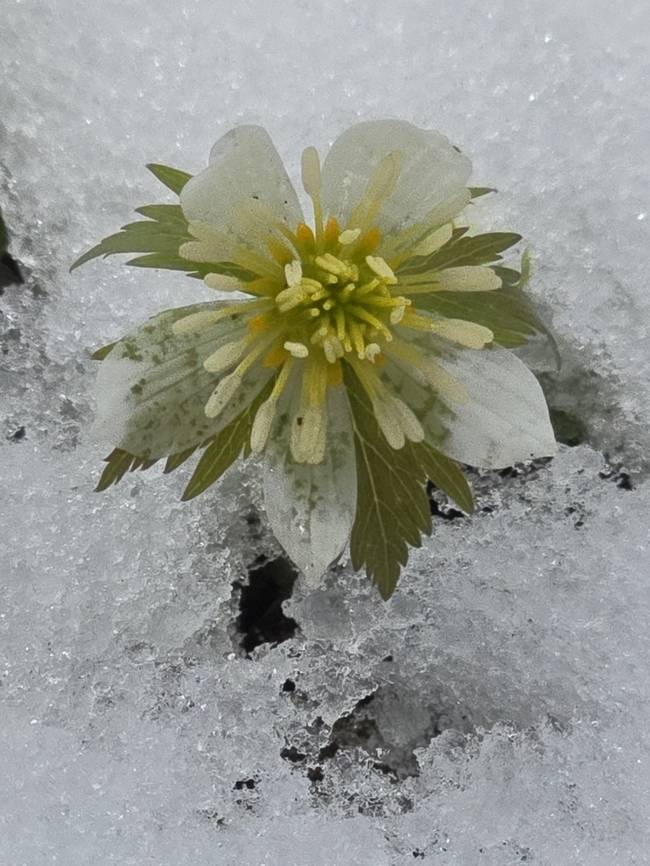 ▲ 14일 인제 기린면 진동리에서 희귀식물인인 모데미풀 꽃이 눈속에서 활짝 피어 봄의 자태를 뽐내고 있다. 진동리 주민 김철한 씨 제공