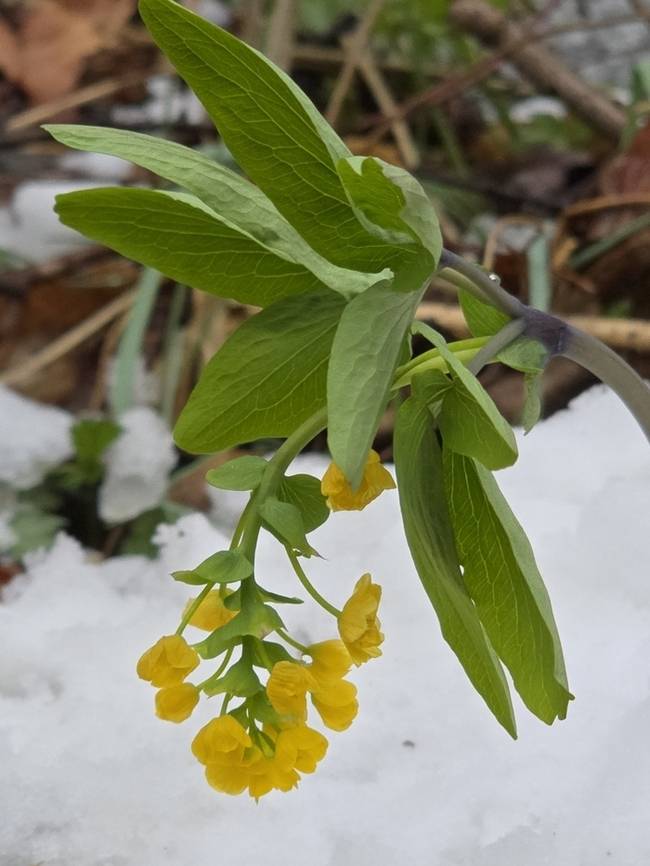 ▲ 14일 인제 기린면 진동리에서 희귀식물인인 한계령풀 꽃이 눈속에서 활짝 피어 봄의 자태를 뽐내고 있다. 진동리 주민 김철한 씨 제공