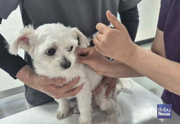서울시는 야외활동이 많아지는 봄철, 광견병을 예방하기 위해 3개월령 이상 반려동물(개, 고양이)대상으로 오는 16일부터 30일까지 15일간 '봄철 광견병 예방접종'을 지원한다. ⓒ서울시