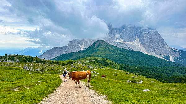 돌로미티는 바위가 많은 산악지대이지만 사이사이 초지에서 소들을 방목하는 모습을 쉽게 볼 수 있다.