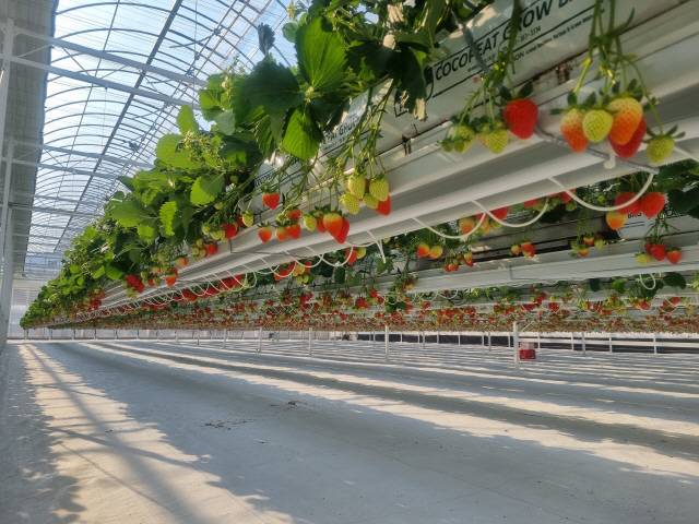 ▲ 딸기 따기 체험을 할 수 있는 농장 알로록.