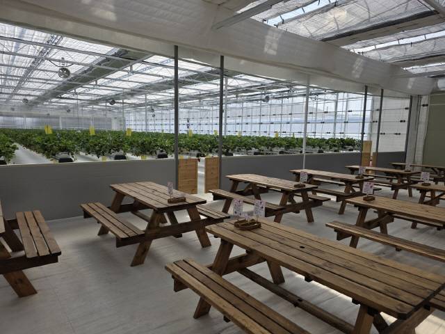 ▲농장 알로록 전경. 딸기 따기 체험과 카페 공간이 마련돼 가족 단위의 체험객들이 많다