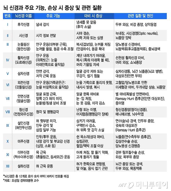 뇌 신경과 주요 기능, 손상 시 증상 및 관련 질환/그래픽=김지영