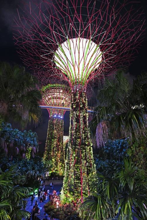 하루 두 번 진행되는 슈퍼 트리 조명쇼.