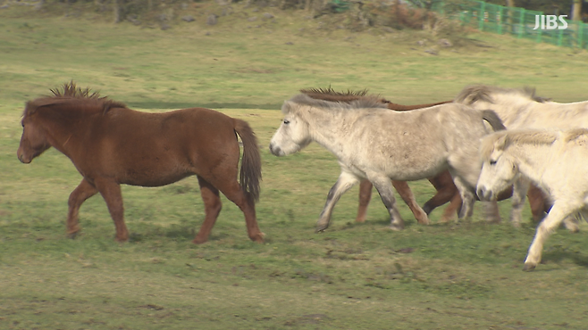 제주마방목지에서 제주마들이 질주하는 모습