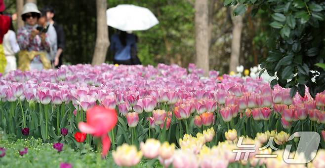 20일 전북자치도 전주시 한국도로공사 전주수목원을 찾은 시민들이 활짝 핀 튤립을 구경하고 있다. 2025.4.20/뉴스1 ⓒ News1 유경석 기자
