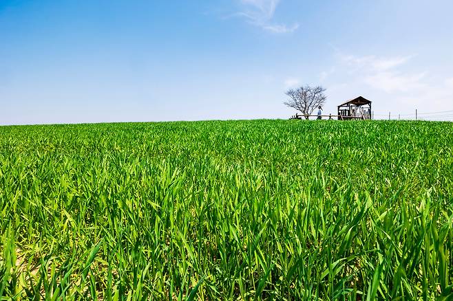 4월에는 이 청보리밭 때문에라도 고창으로 달려가 볼 일이다. 푸른 하늘과 청보리가 이루는 단순한 색 대비는 아무리 봐도 질리지 않는다. 사진은 5월 11일까지 '고창 청보리밭 축제'가 열리는 '학원농장'. / 이건송 영상미디어 기자
