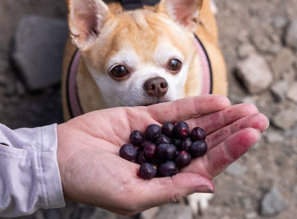연어, 블루베리, 토마토 등의 슈퍼푸드가 반려견에게 좋은 간식이 될 수 있다. /사진=게티이미지뱅크