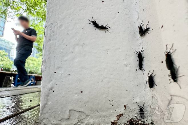 서울 도심에 출몰한 일명 '러브버그' 붉은등우단털파리의 모습. 2024.6.20/뉴스1 ⓒ News1 이재명 기자