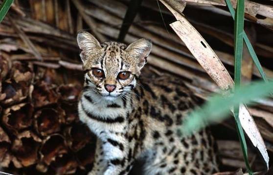 중남미에 서식하는 마게이는 나무 위 생활에 특화되어 있는데, 마게이는 능숙한 등반가로 일생의 대부분을 나무에서 보낸다. 그린피스 제공