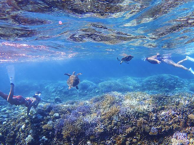 이리오모테 스노클링