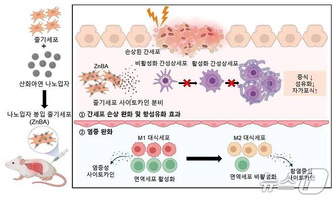 산화아연 나노입자를 이용한 줄기세포 리소좀 표적 아연 이온 및 활성산소 생성 메커니즘. (가톨릭대 제공)