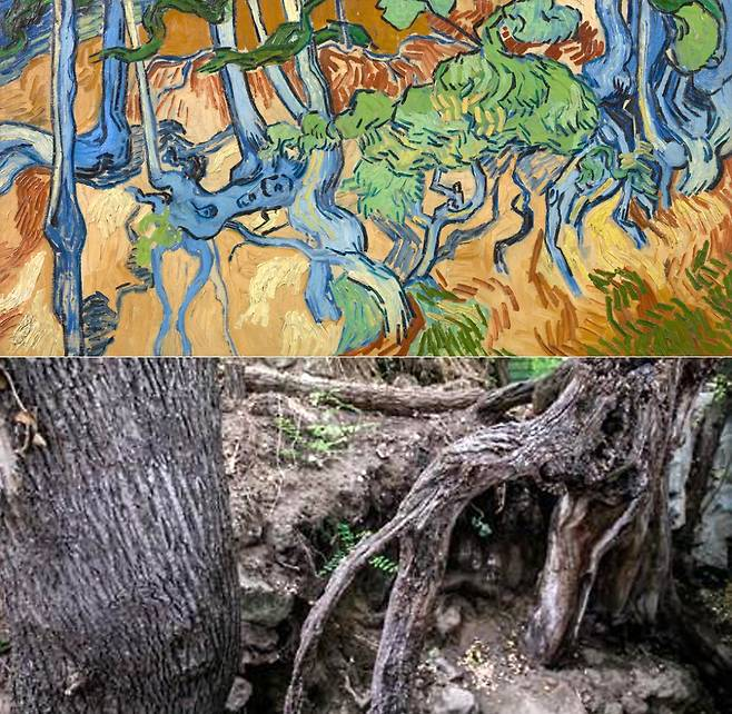 빈센트 반 고흐의 유작 '나무 뿌리'(1890)와 모델이 된 것으로 알려진 실제 나무 뿌리. 사진=EPA 연합뉴스