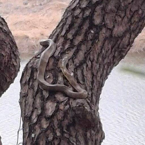 18년 만에 돌아온 \'2m 구렁이\'… 영월 금강공원 소나무서 발견