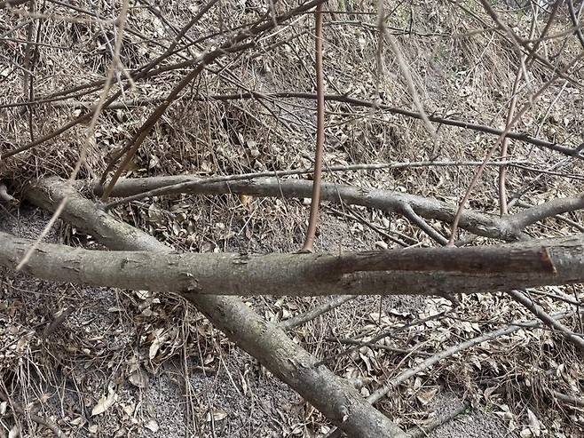 /사진=온라인 커뮤니티