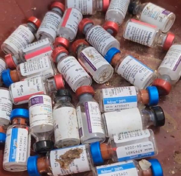 진돗개 번식장 주변에 널려 있는 동물용 백신 병. 독자 제공