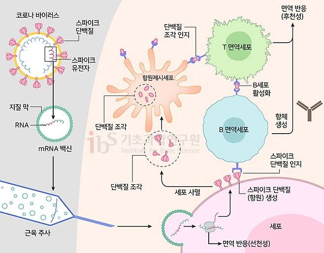 mRNA 코로나 백신의 작동 원리. /이미지=기초과학연구원