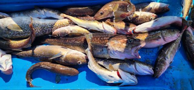 ▲ 23일 고성 연안에서 낚시로 잡아올린 대구가 선상에 가득하다.