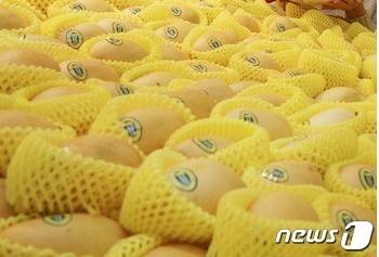 수입 망고.(자료사진)//사진=뉴스1 DB