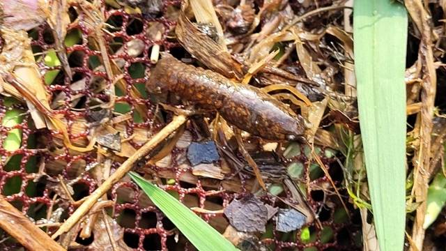천안 병천천서 다시 발견된 생태계 교란종 ‘미국가재’. 천안아산환경운동연합 제공