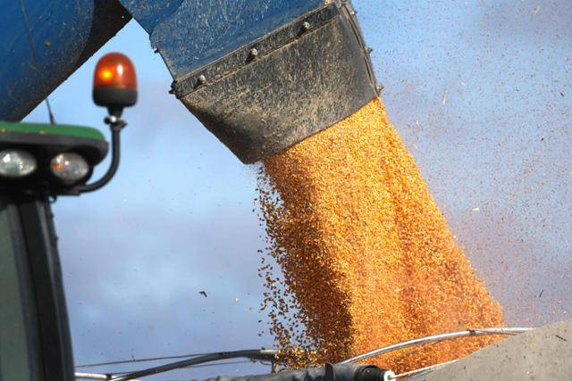 농부가 2023년 10월 31일 미국 아이오와주 매킨타이어 한 밭에서 옥수수를 수확하고 있다. 매킨타이어=AFP 연합뉴스