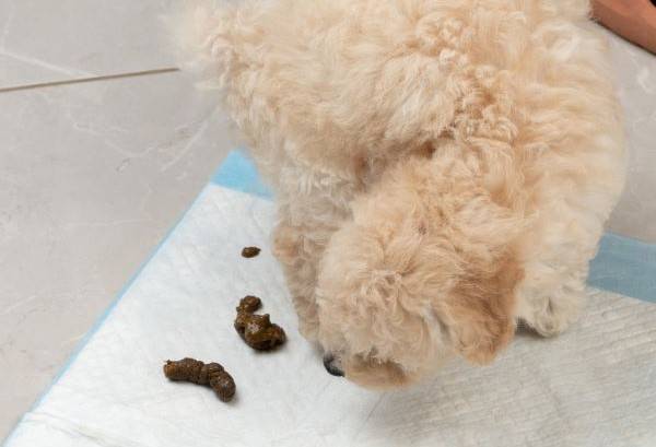 반려동물의 변을 보면 건강 상태를 가늠해볼 수 있다./사진=게티이미지뱅크