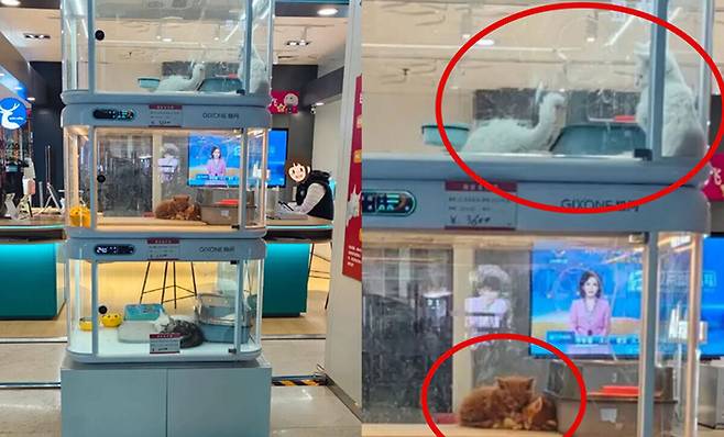 중국 내 쇼핑몰 매장에 설치된 반려동물 자판기. 남방도시보