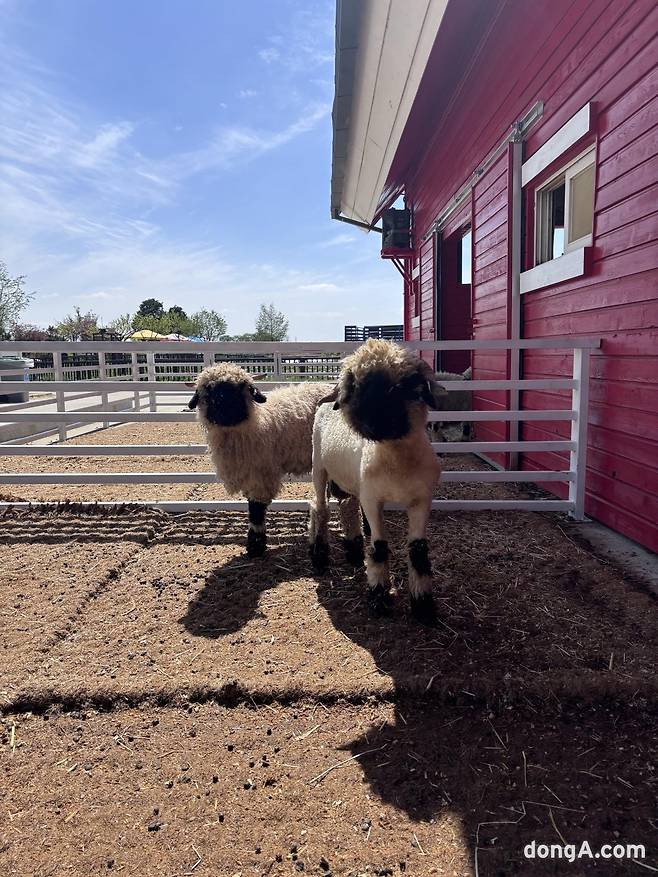 안성팜랜드 마스코트 검은코양. 황소영 기자 fangso@donga.com