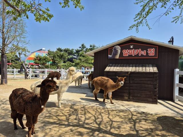 이국적인 느낌을 주는 알카파가 우리 안에서 휴식을 취하고 있다.