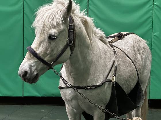 한국마사회 제주목장에서 활동 중인 시정마. 배부분에 은밀한 부위를 막은 비닐 가리개가 달려있다. 최충일 기자