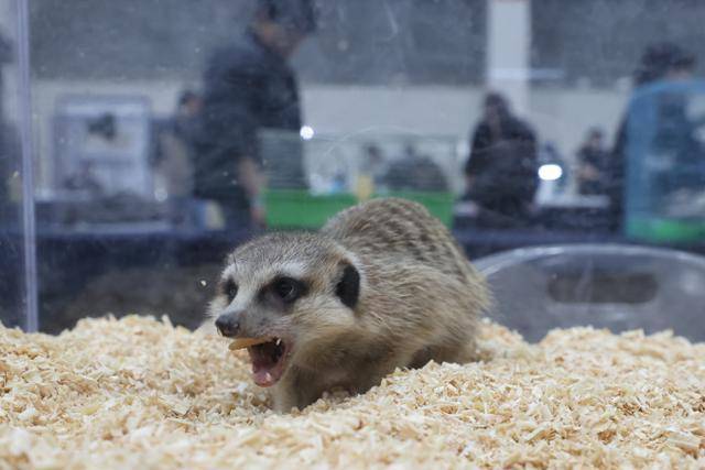 올해 2월 서울 서초구 aT센터에서 열린 서울 K렙타일페어에 전시돼 있는 미어캣. 환경부는 수입 가능한 야생동물을 정하는 백색목록에 미어캣을 포함했지만 동물단체는 가정에서 이들의 복지 기준을 충족시킬 수 없다며 반대하고 있다. 연합뉴스