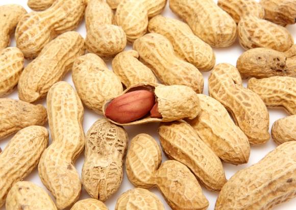 땅콩 이미지. 아이클릭아트