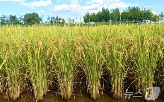 30일 충북 충주시가 2028년까지 중원진미 재배면적을 1000㏊로 확대한다고 밝혔다.(충주시 제공. 재판매 및 DB금지)/뉴스1