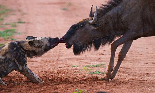 리카온 한 마리가 누우의 입을 물어뜯으며 공격하고 있다./Adventure in the Wild Safaris