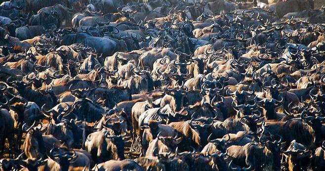 건기를 등지고 우기를 찾아 내서는 누우. 한번에 수백마리씩 이동한다./masaimara.com