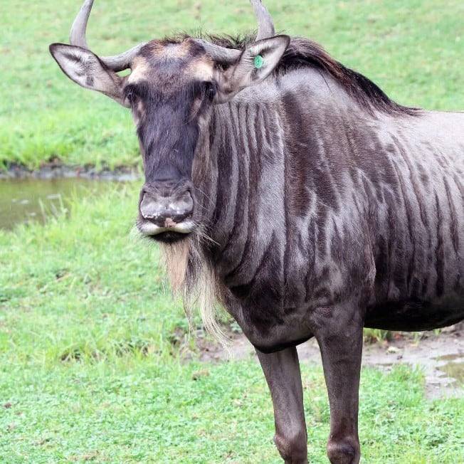 미국 인디애나폴리스 동물원에서 사육중인 누우. 더블유 형태의 뿔과 기다란 얼굴이 특징이다./Indianapolis Zoo