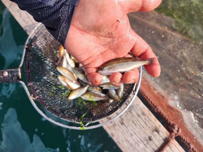 월동시작 직전 벤자리 치어 모습./사진=경남도