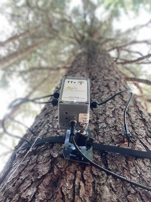 저전력 센서가 부착된 가문비나무