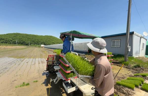 지난 28일 경산시 자인면 신호철 농가가 원앙들 일원에서 조생종 '해담벼' 첫 모내기를 준비하고 있다. ⓒ경산시