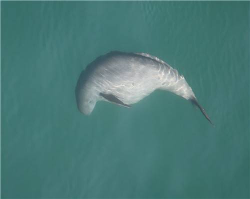 '웃는 고래'로 불리는 상괭이 한 마리가 만삭의 몸으로 한려해상국립공원 근처 바다에서 헤엄치는 모습. 연합뉴스