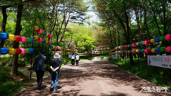예산 수덕사로 가는 길. 수덕사는 산문부터 대웅전까지 가는 숲길이 여유롭다. 봄을 맞아 화사하게 핀 봄꽃을 즐기며 돌아보기 좋다. 관광객을 위한 안내와 편의시설도 잘 갖추고 있다 충남|김재범 기자 oldfield@donga.com
