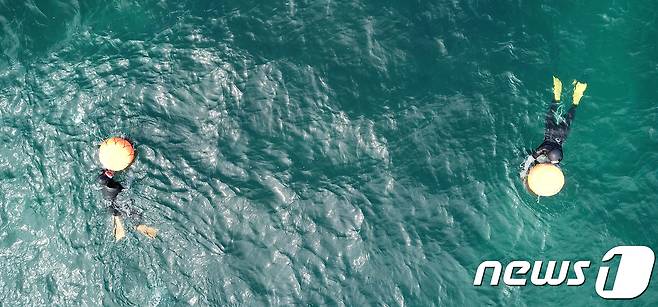 제주시 구좌읍 김녕 해안에서 해녀들이 해산물을 채취하고 있다./뉴스1