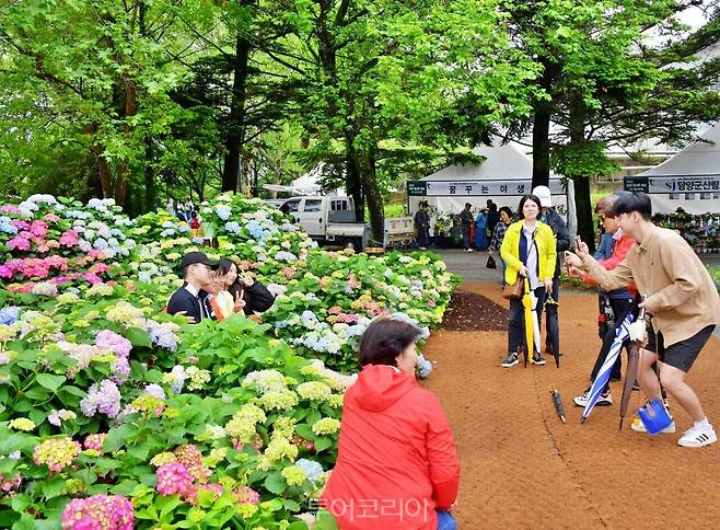 담양대나무축제 / 사진-담양군
