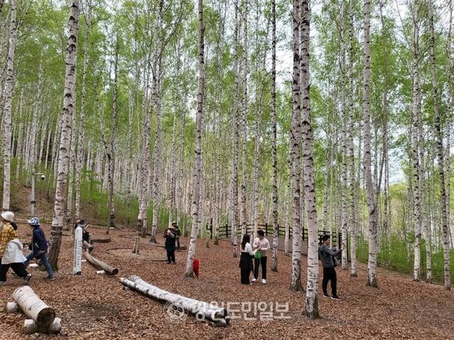 ▲ 지난 1일 입산이 재개된 인제군 인제읍 원대리 ‘속삭이는 자작나무숲’에 관광객의 발걸음이 이어지고 있다.