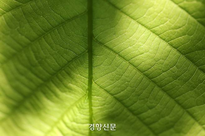 백사실 계곡 신록. 정지윤 기자