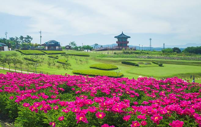 의성 조문국 작약꽃 전경, 경북도 제공.