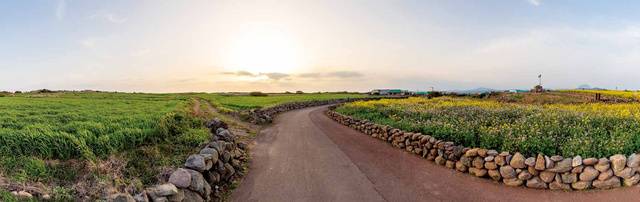 가파도 중앙을 가로지르는 중앙길. 돌담 뒤로 바람에 휘날리는 청보리·유채·무꽃의 물결이 아름답다.