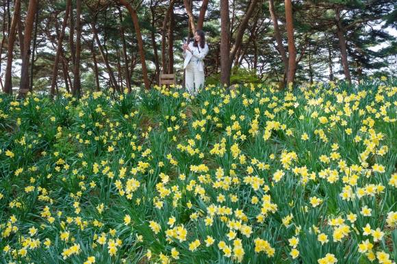 유기방 가옥 수선화 꽃밭